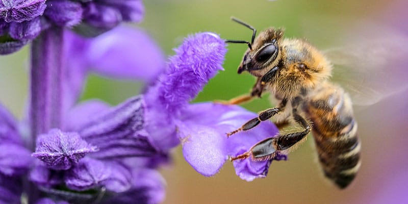 Close up of honey bee on a purple flower
